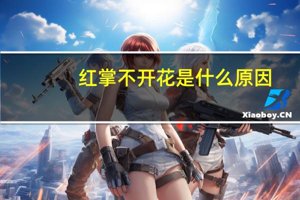 红掌不开花是什么原因