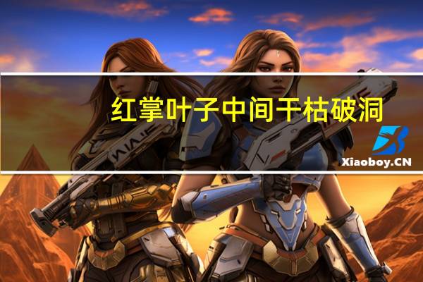 红掌叶子中间干枯破洞