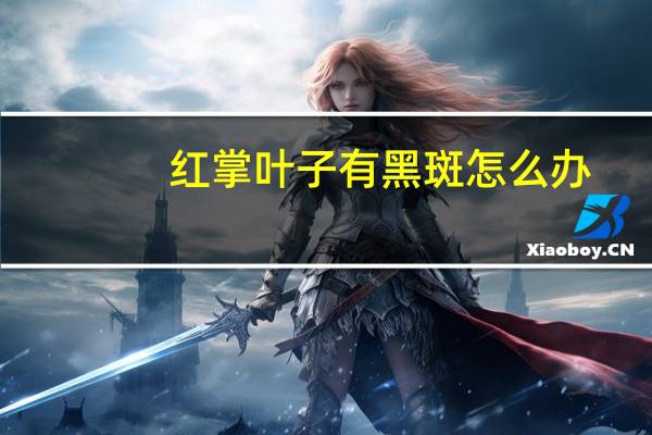 红掌叶子有黑斑怎么办