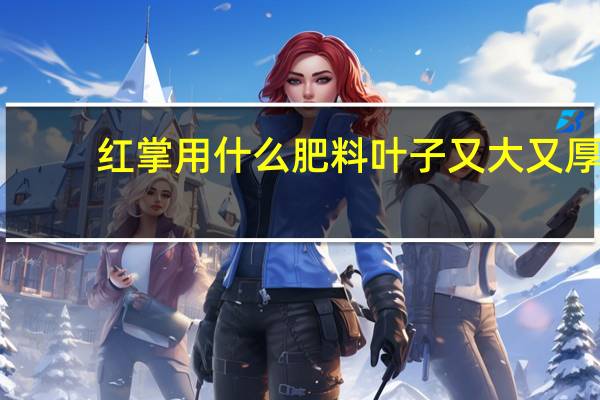 红掌用什么肥料叶子又大又厚