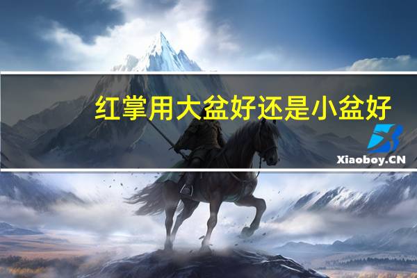 红掌用大盆好还是小盆好