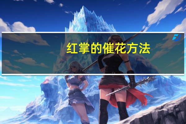 红掌的催花方法