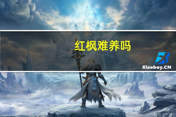 红枫难养吗