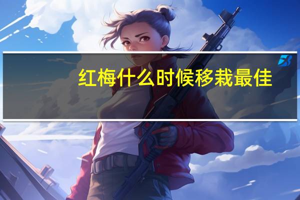 红梅什么时候移栽最佳
