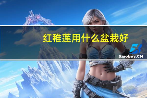 红稚莲用什么盆栽好