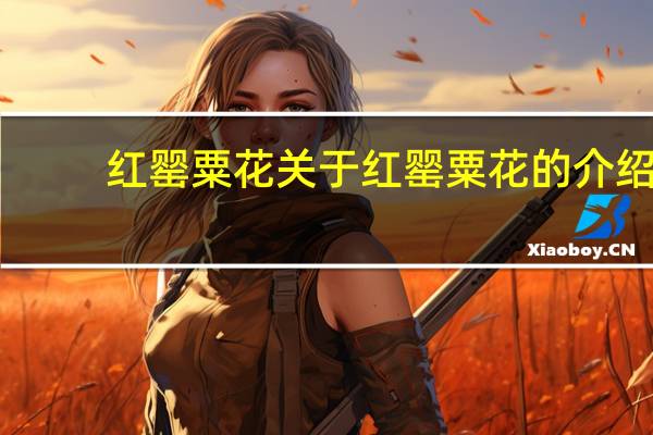 红罂粟花 关于红罂粟花的介绍