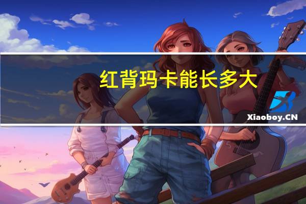 红背玛卡能长多大