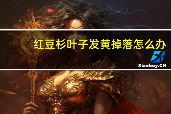 红豆杉叶子发黄掉落怎么办