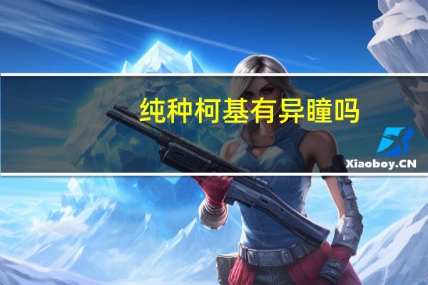 纯种柯基有异瞳吗