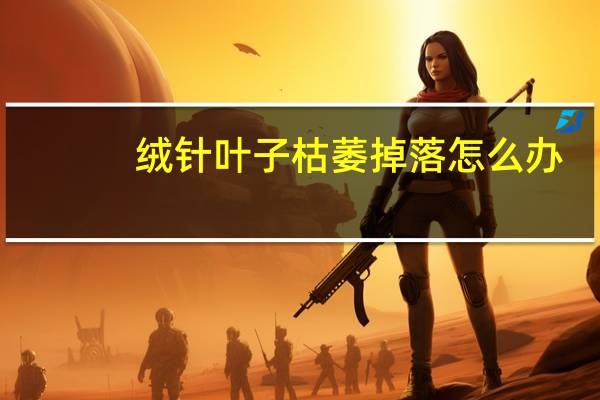 绒针叶子枯萎掉落怎么办