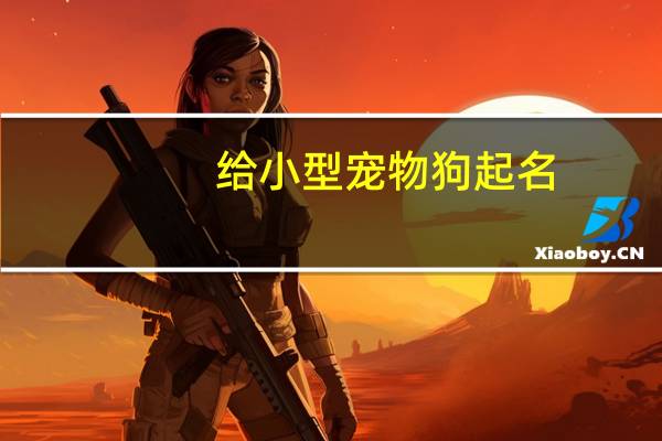 给小型宠物狗起名
