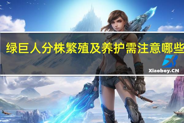 绿巨人分株繁殖及养护需注意哪些要点