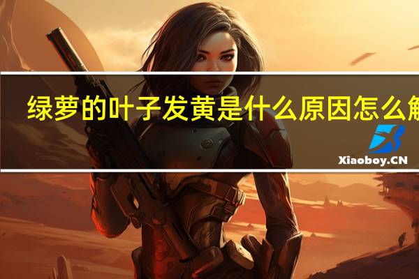 绿萝的叶子发黄是什么原因怎么解决