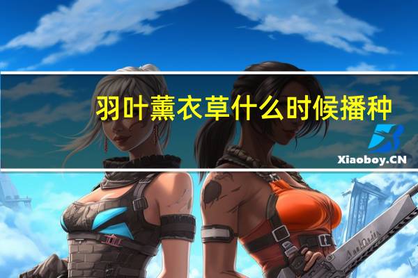 羽叶薰衣草什么时候播种