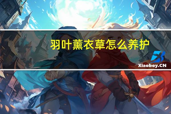 羽叶薰衣草怎么养护