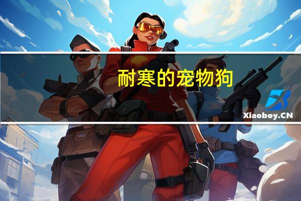 耐寒的宠物狗