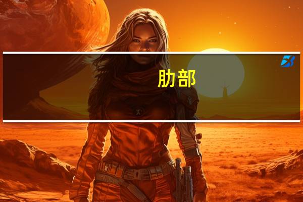 肋部(关于肋部简述)