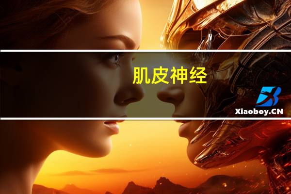 肌皮神经(关于肌皮神经简述)