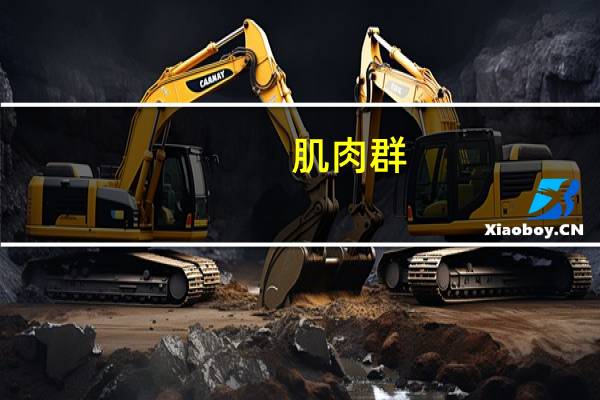 肌肉群(关于肌肉群简述)