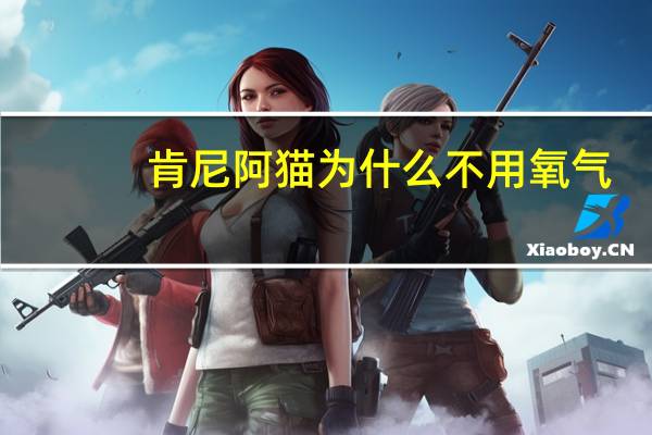 肯尼阿猫为什么不用氧气