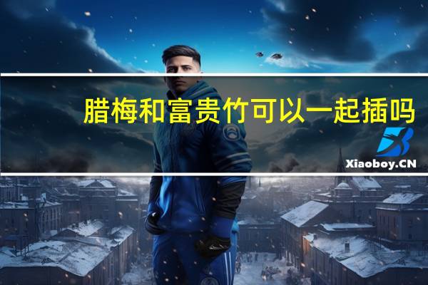 腊梅和富贵竹可以一起插吗