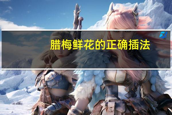 腊梅鲜花的正确插法