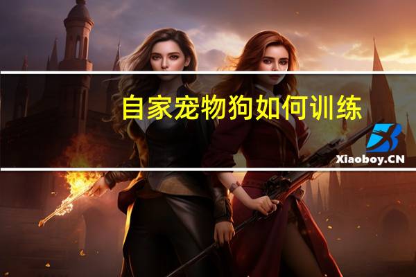 自家宠物狗如何训练