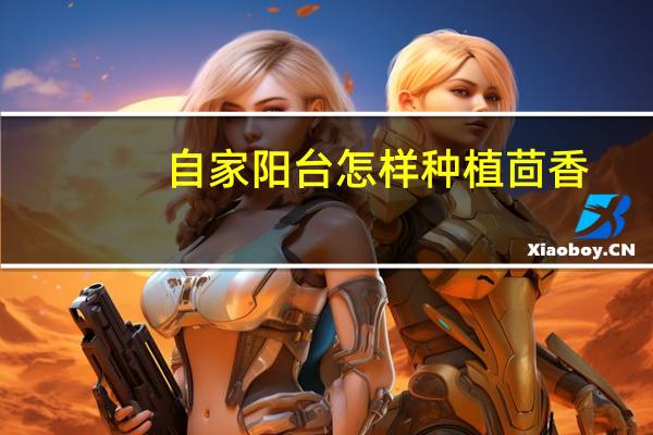 自家阳台怎样种植茴香:用带根的茴香进行二次种植