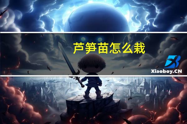 芦笋苗怎么栽