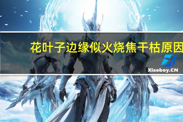 花叶子边缘似火烧焦干枯原因
