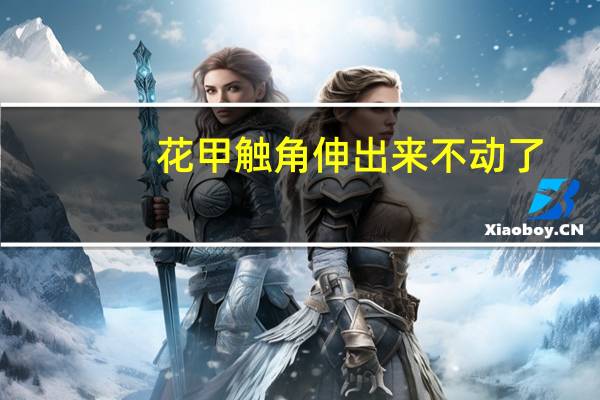 花甲触角伸出来不动了