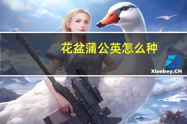 花盆蒲公英怎么种