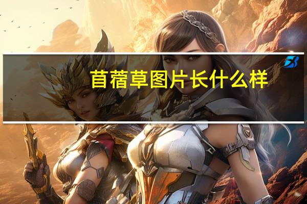 苜蓿草图片长什么样(苜蓿草图片)