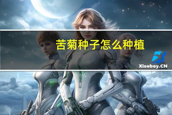 苦菊种子怎么种植