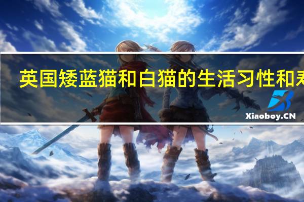 英国矮蓝猫和白猫的生活习性和寿命