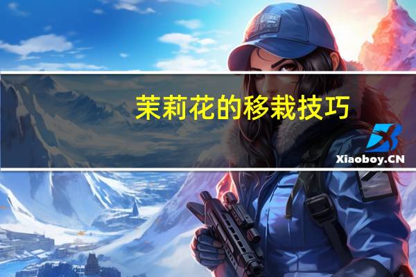 茉莉花的移栽技巧:茉莉苗木上盆要特别注意其根系