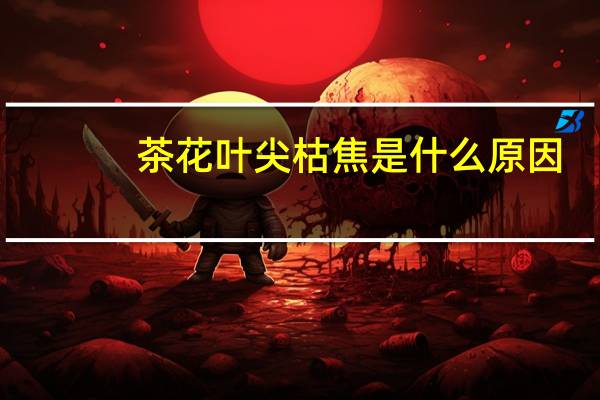 茶花叶尖枯焦是什么原因