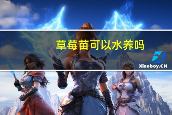 草莓苗可以水养吗