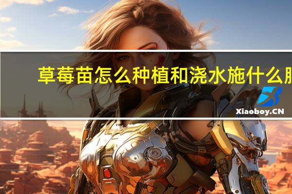 草莓苗怎么种植和浇水施什么肥