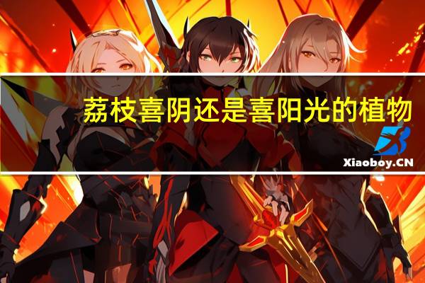 荔枝喜阴还是喜阳光的植物