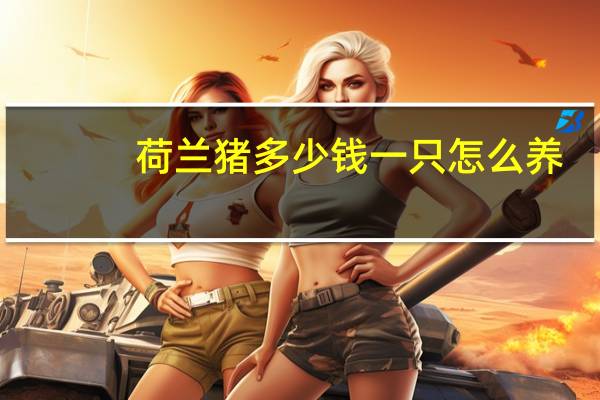 荷兰猪多少钱一只怎么养（荷兰猪多少钱）
