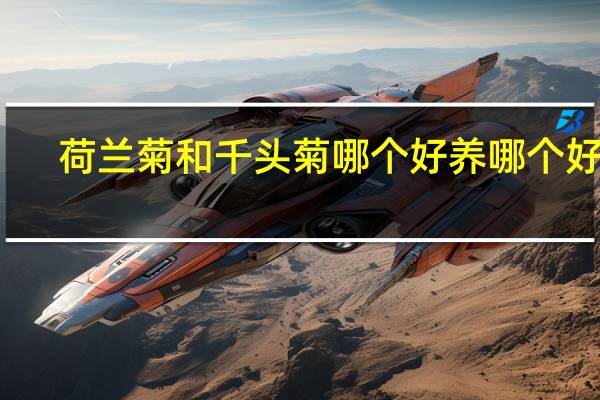 荷兰菊和千头菊哪个好养哪个好看