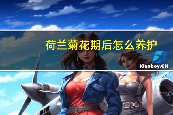 荷兰菊花期后怎么养护