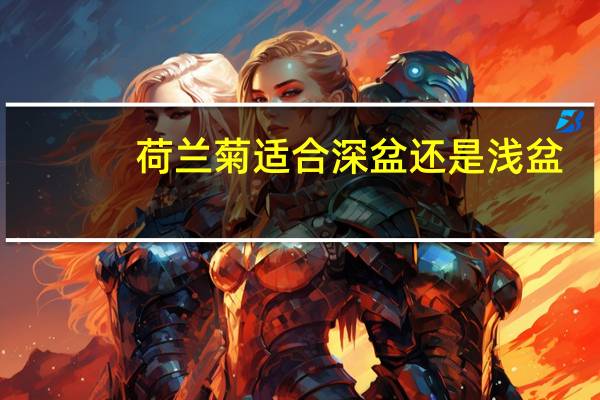 荷兰菊适合深盆还是浅盆