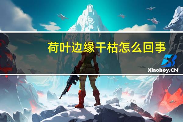 荷叶边缘干枯怎么回事