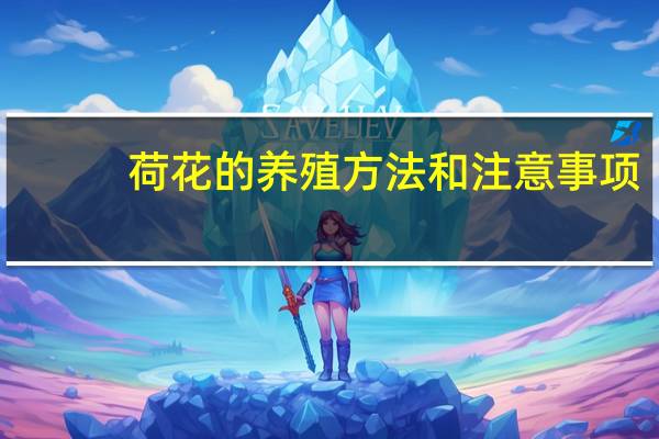 荷花的养殖方法和注意事项