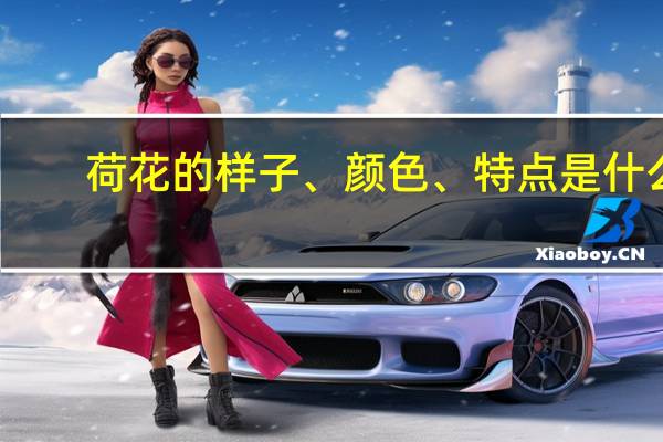 荷花的样子、颜色、特点是什么