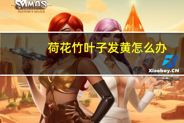 荷花竹叶子发黄怎么办