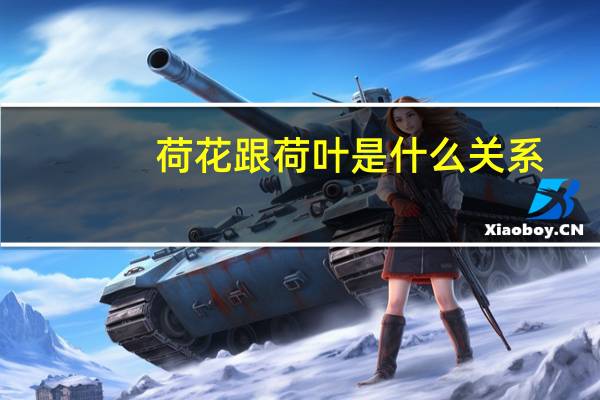 荷花跟荷叶是什么关系