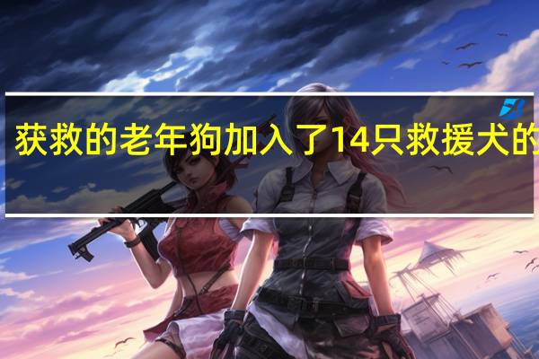 获救的老年狗加入了14只救援犬的家庭